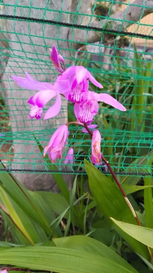 Bletilla striata 7