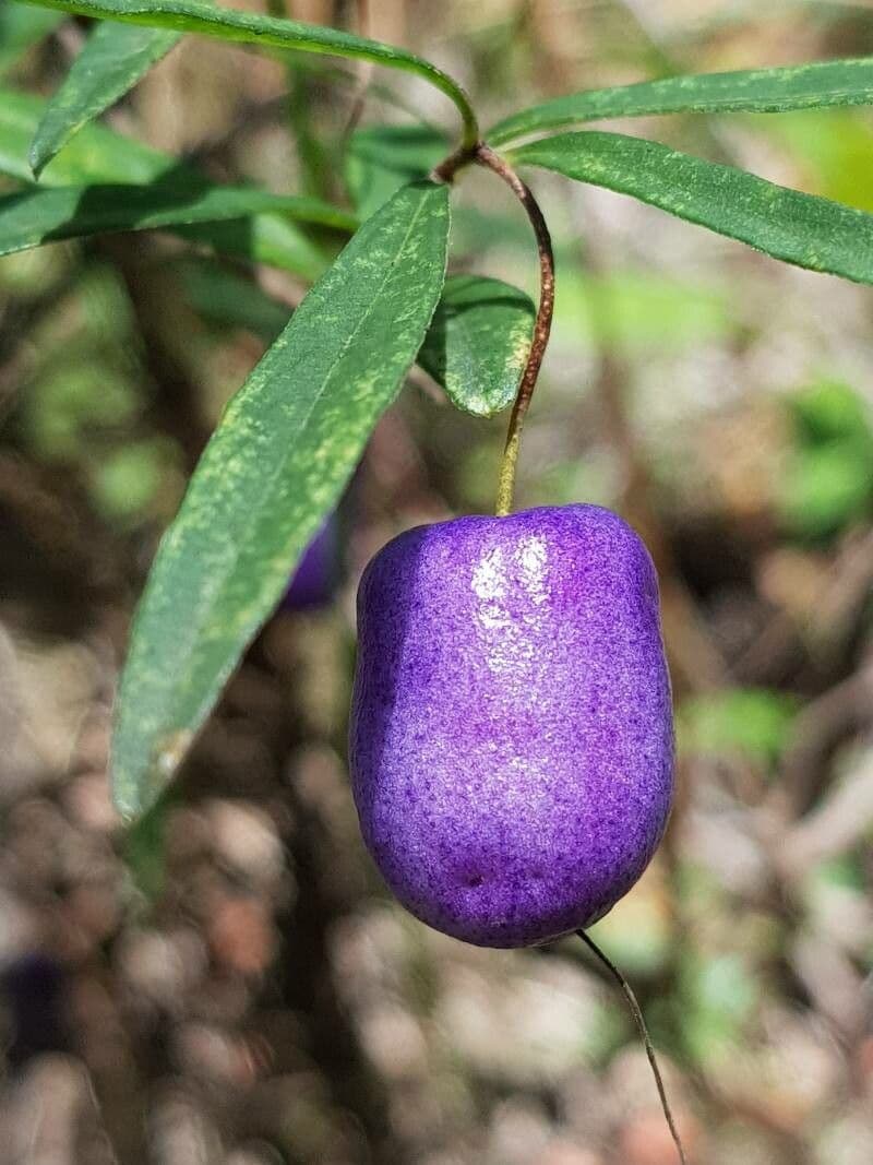 Langblütige Billardiera 2