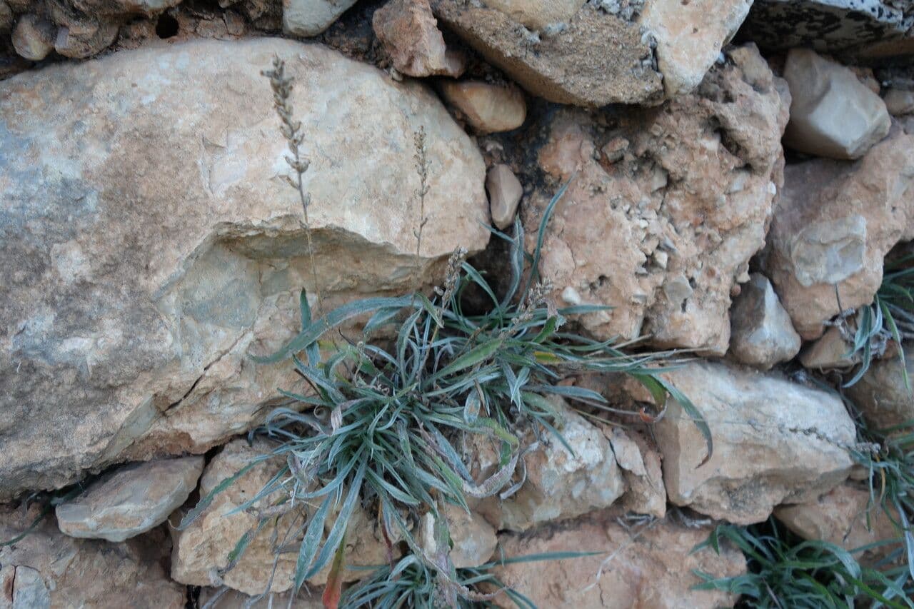 Piantaggine bianca 16