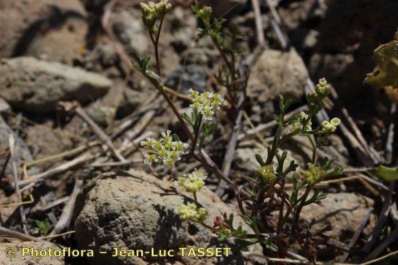 Stoibrax dichotomum 9