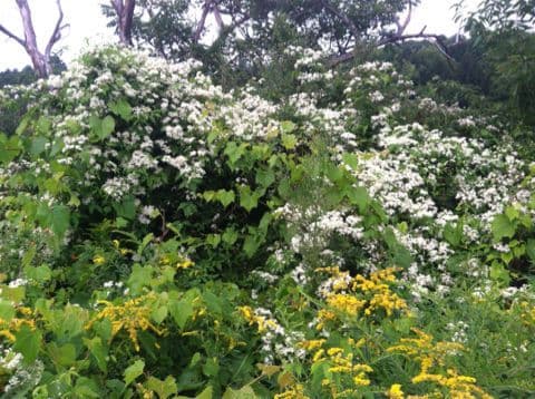 Clematide virginiana 13