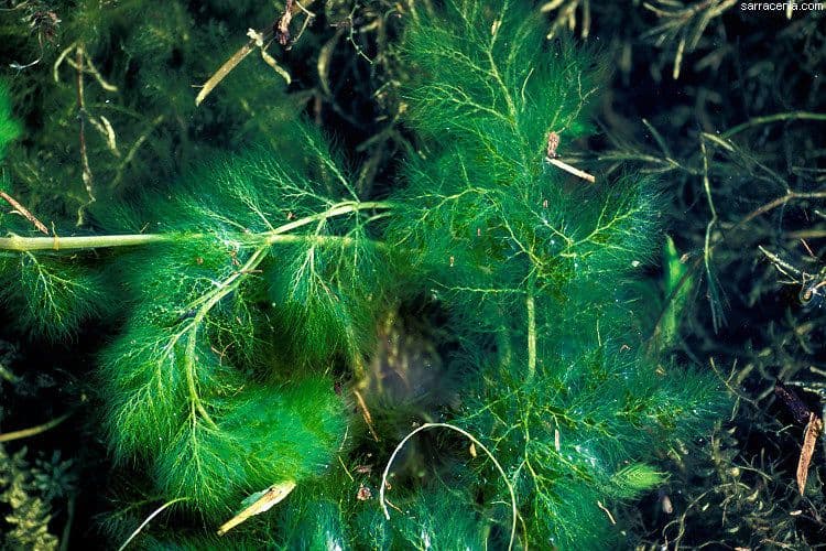 Utricularia foliosa 14