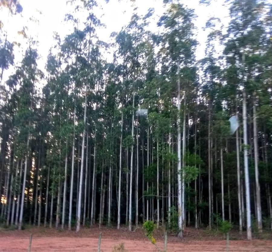 Großer Eukalyptus