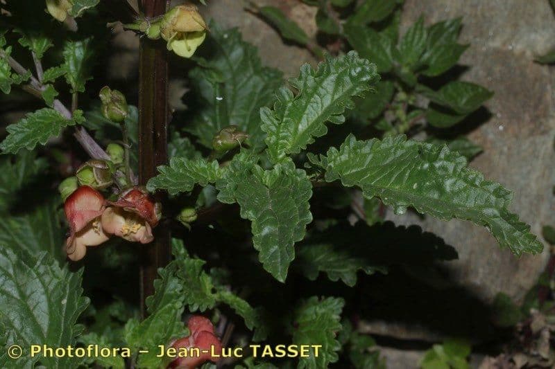 Scrophularia 19
