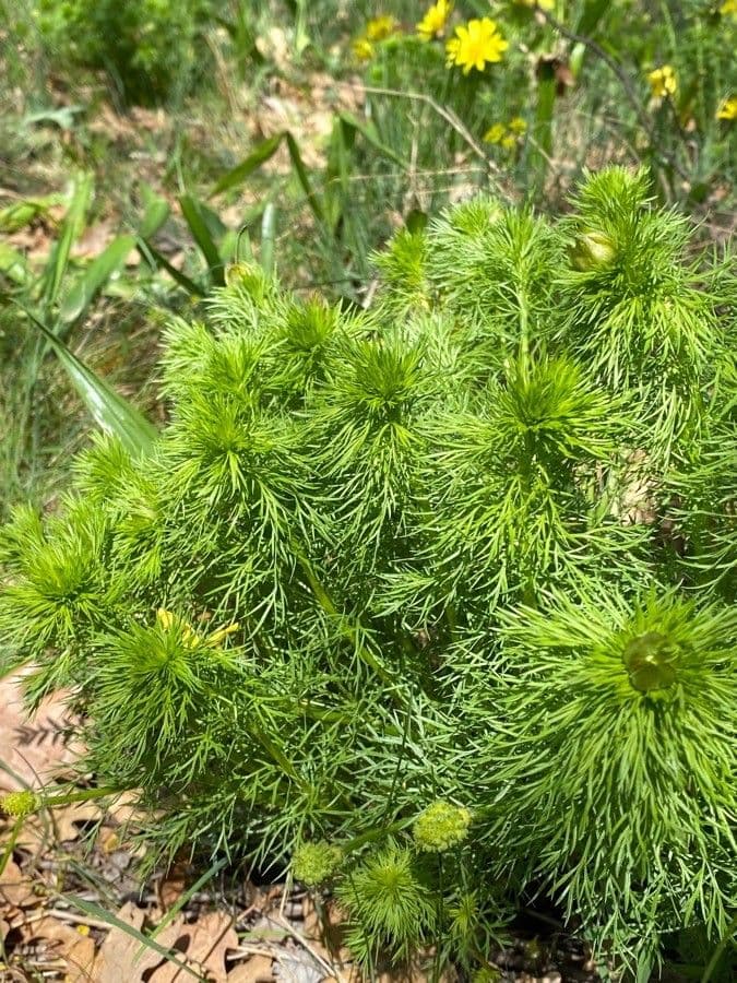 Adonide primaverile 18