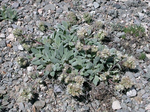 Facelia hastata 10