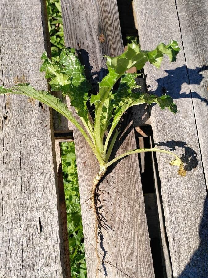 Mariendistel 13