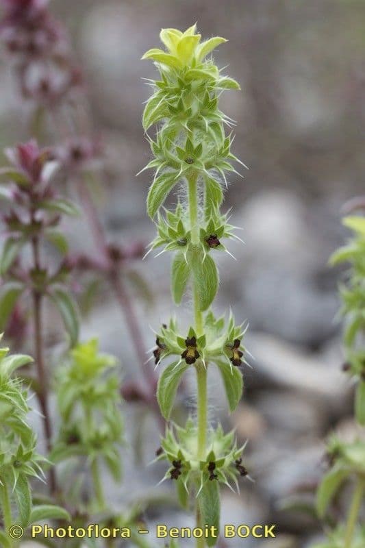 Berg-Gottesgnadenkraut 23