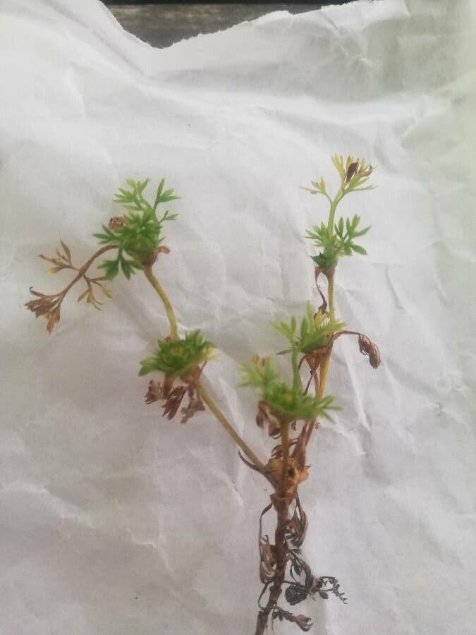 Soliva sessilis 9
