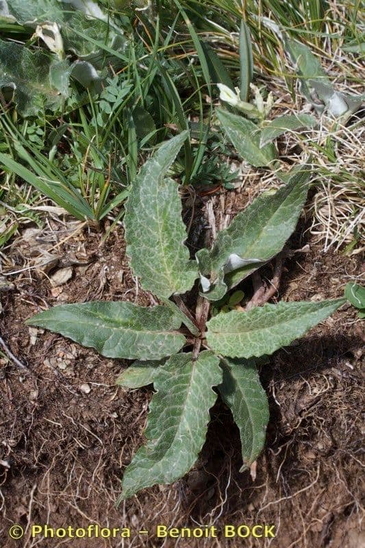 Saussurea discolor 11