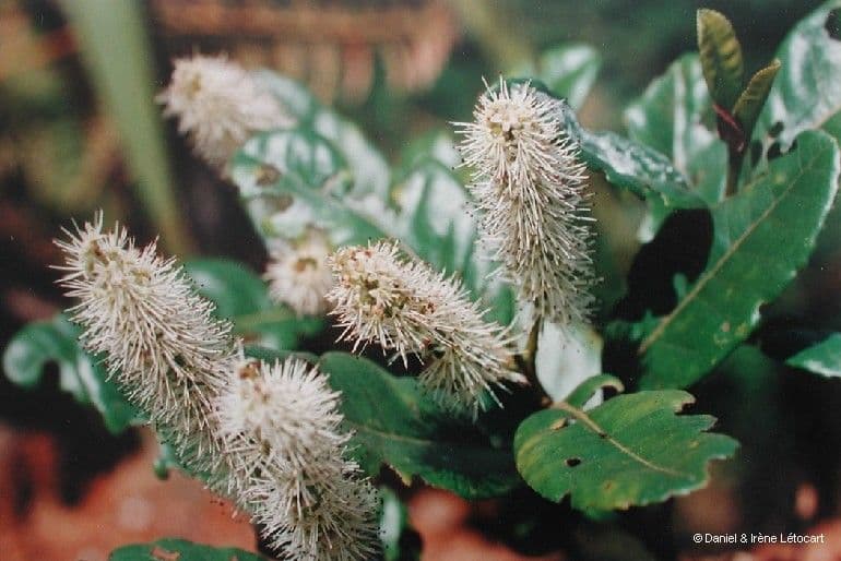 Cunonia 4