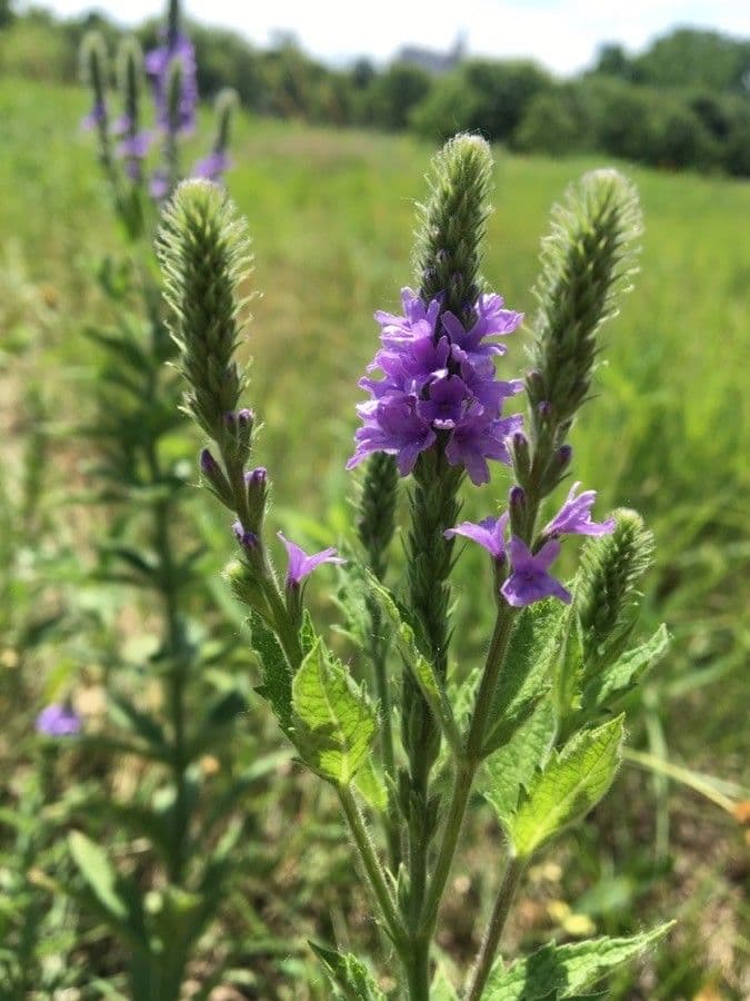 Verbena estricta 6
