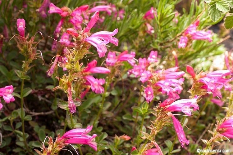 Penstemon newberryi 8