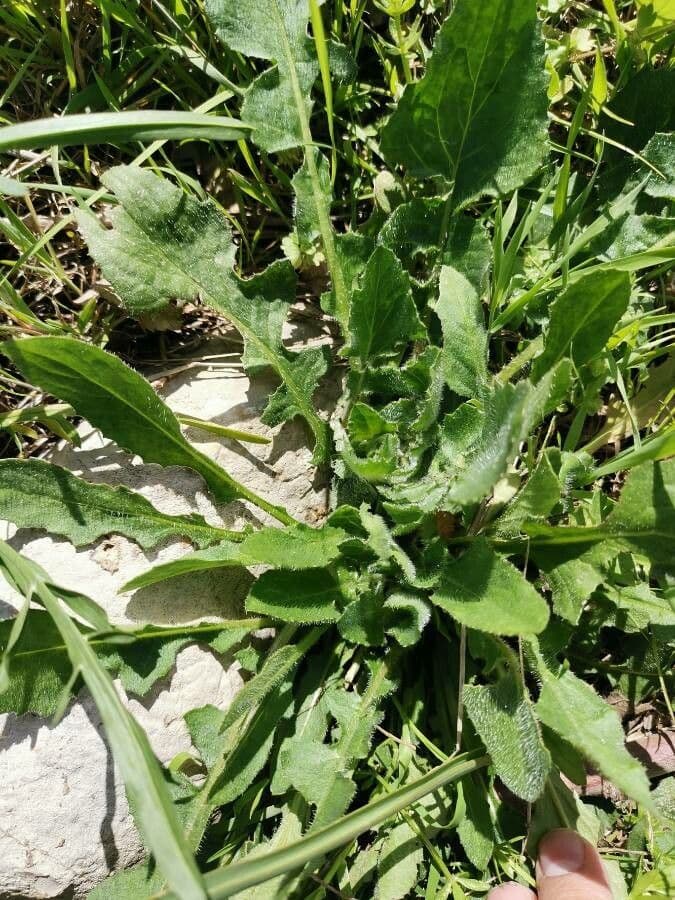 Kapringelblume 19