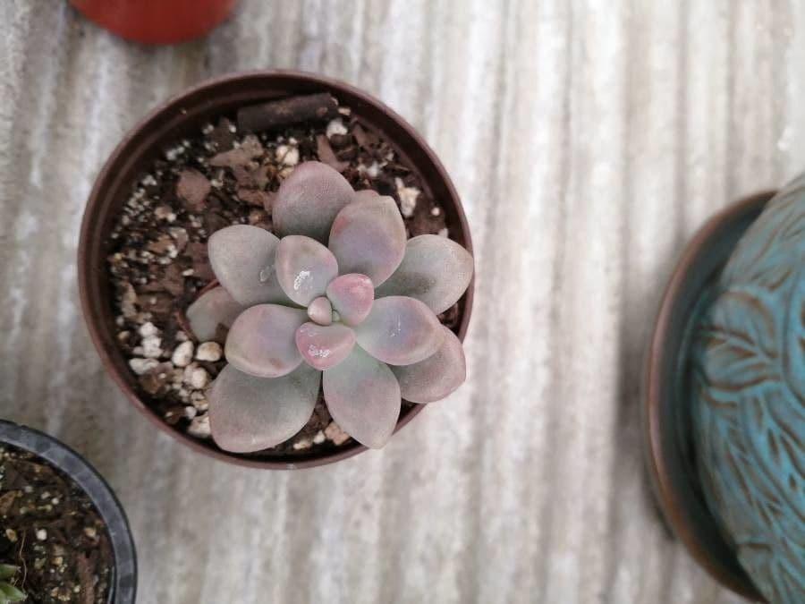 Graptopetalum 8