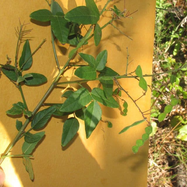 Desmodium paniculatum 16