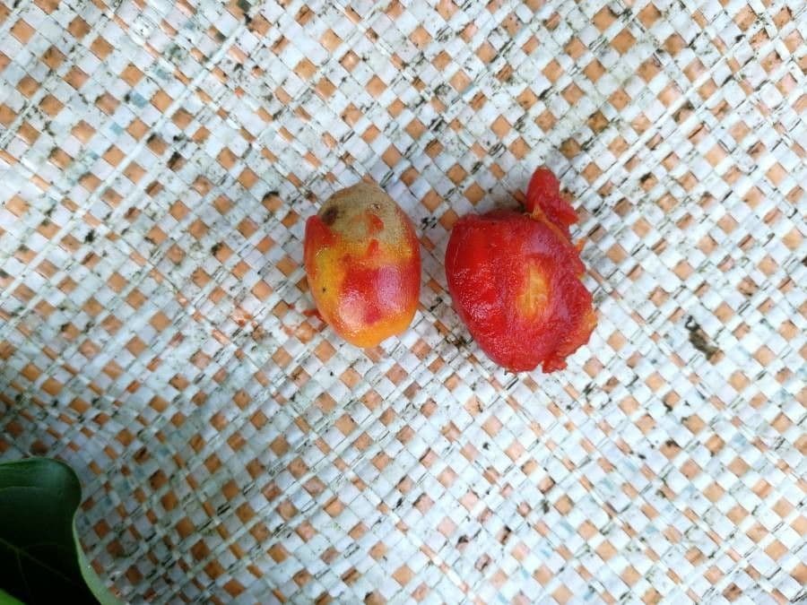 Bunchosia 2