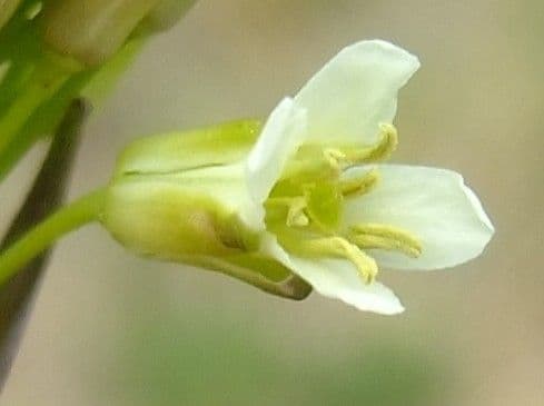 Arabetta liscia 7