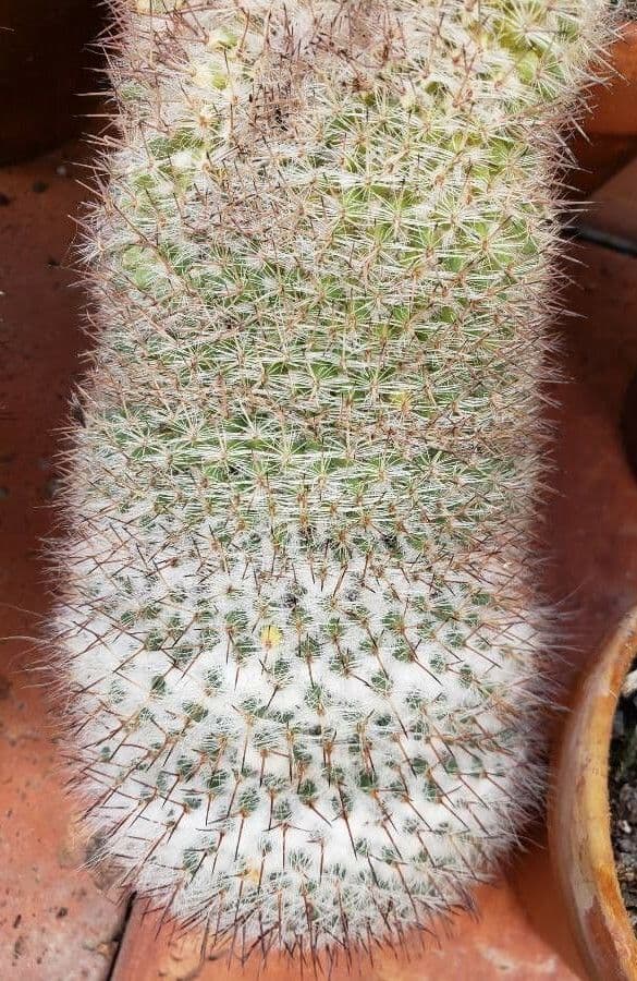 Cactus 5