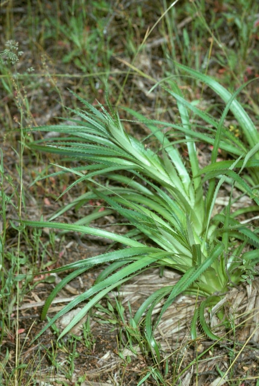 Panicaut paniculé 6