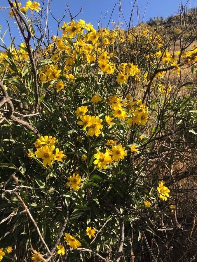 Tagetes 2