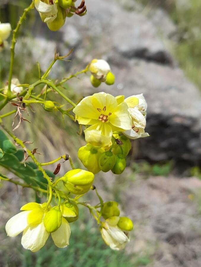 Senna 2