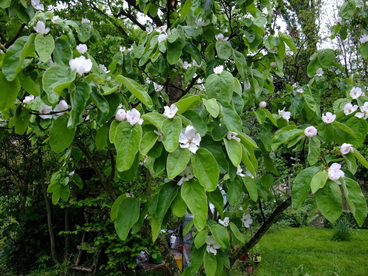 Cotogno 27