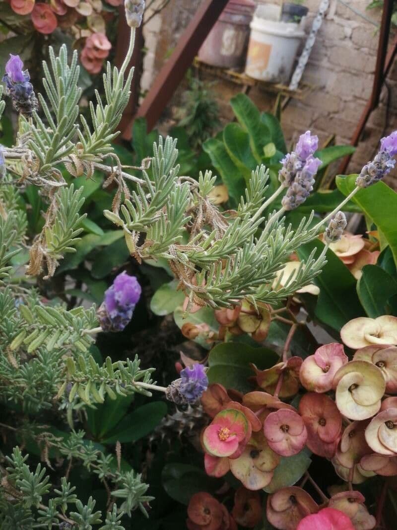 Lavanda pinnata 10