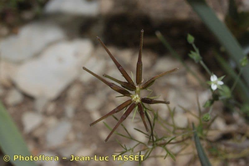 Scandice stellata 5