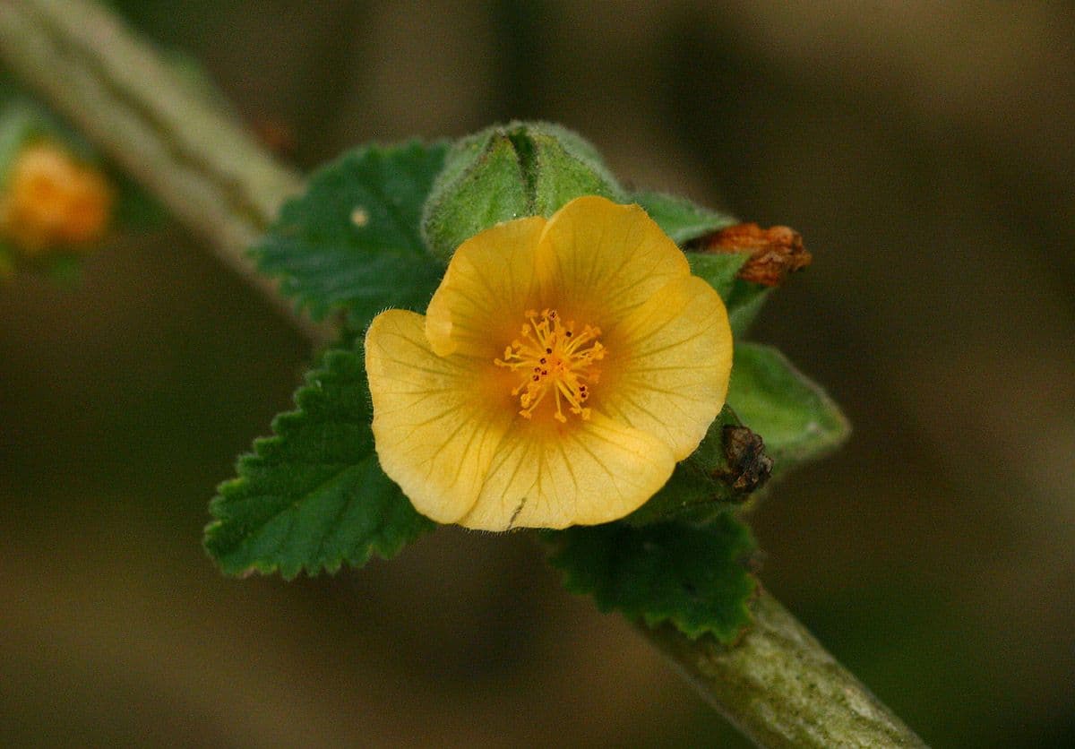 Sida cordifolia 8