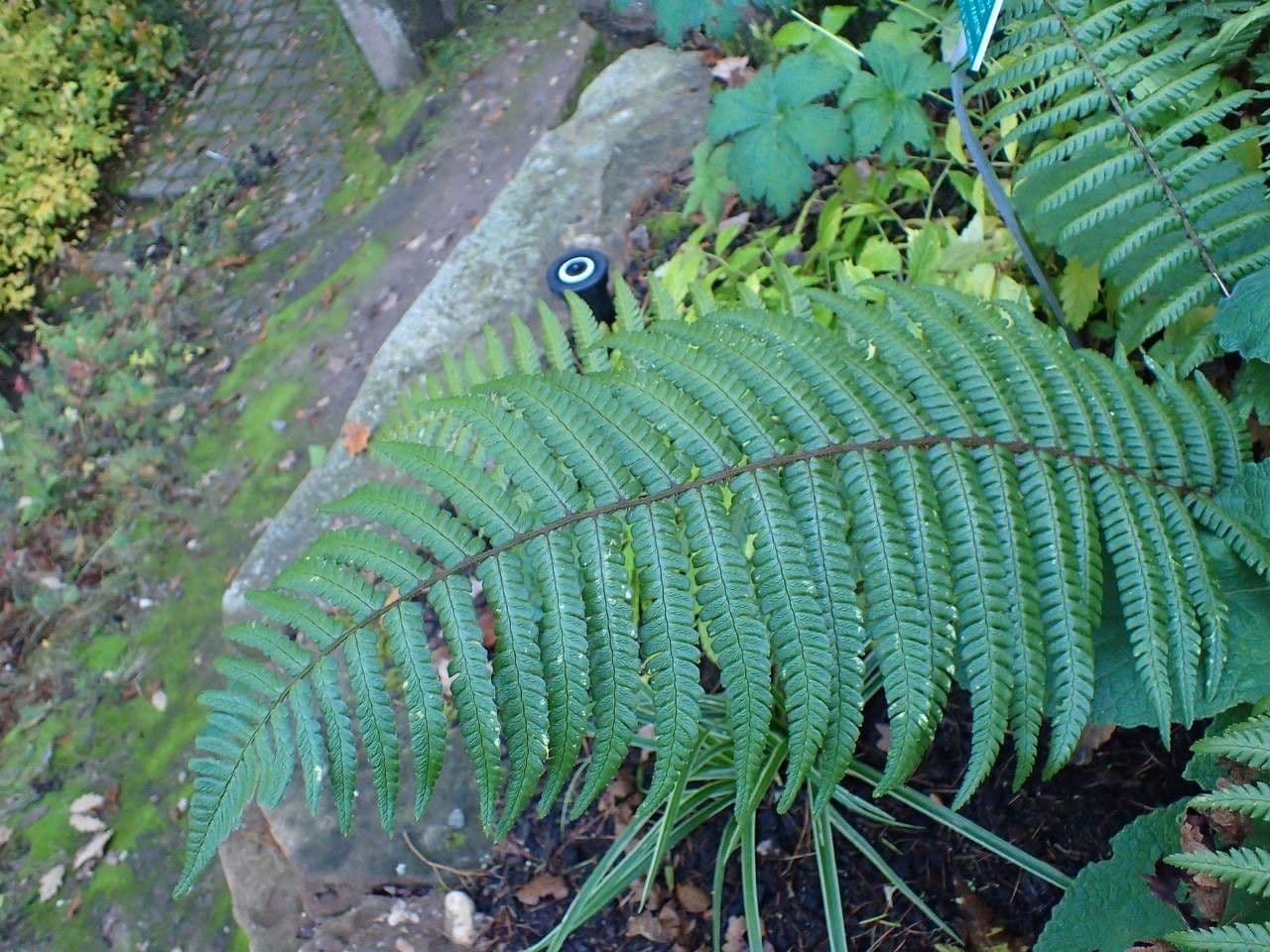 Wallichs Wurmfarn 5