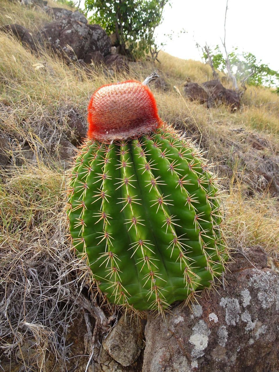 Melocactus 12