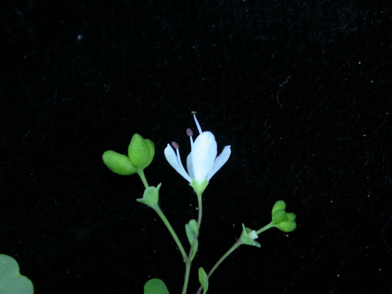 Boenninghausenia 2