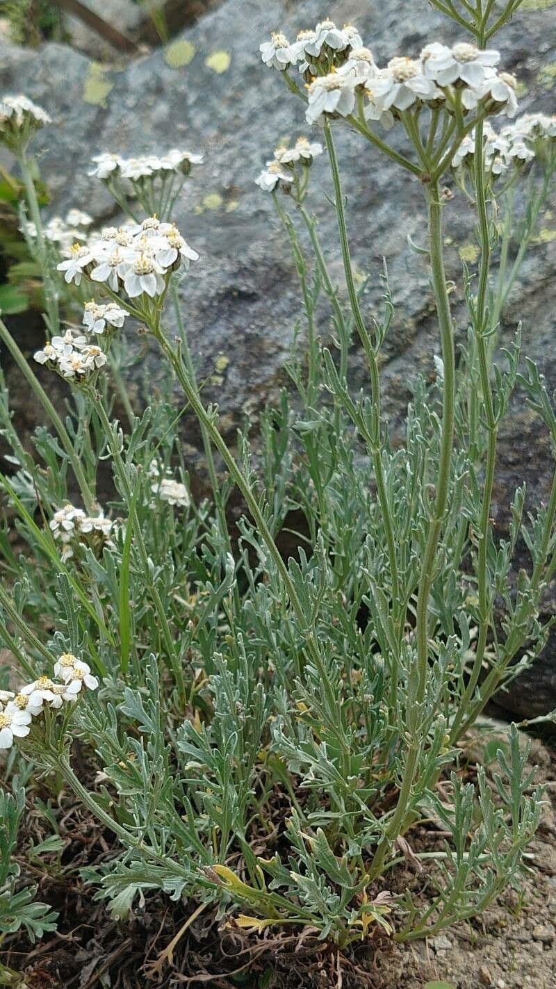 Achillea clavennae 15