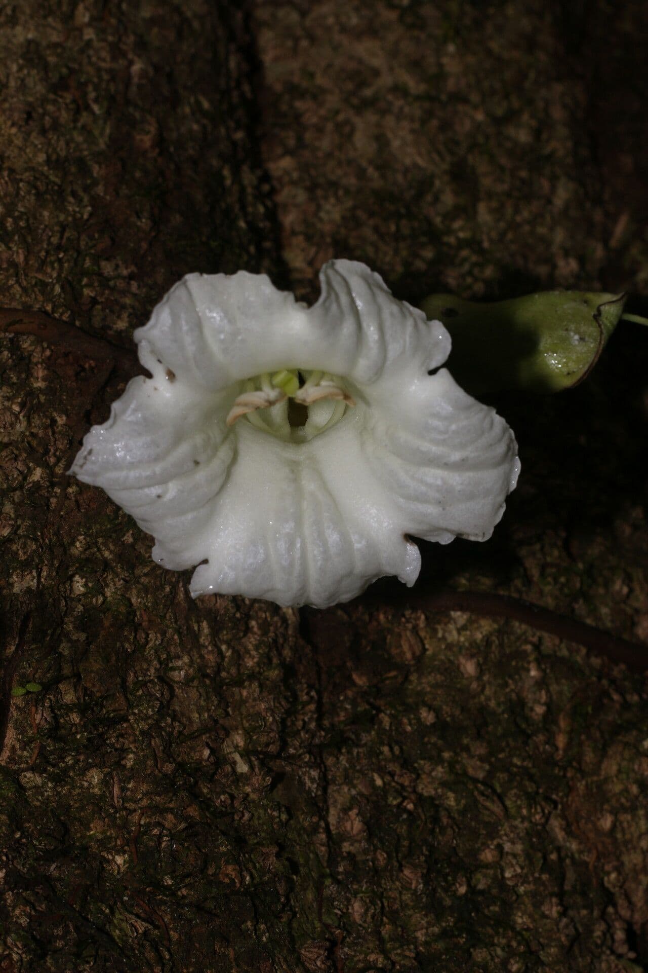 Parmentiera 6