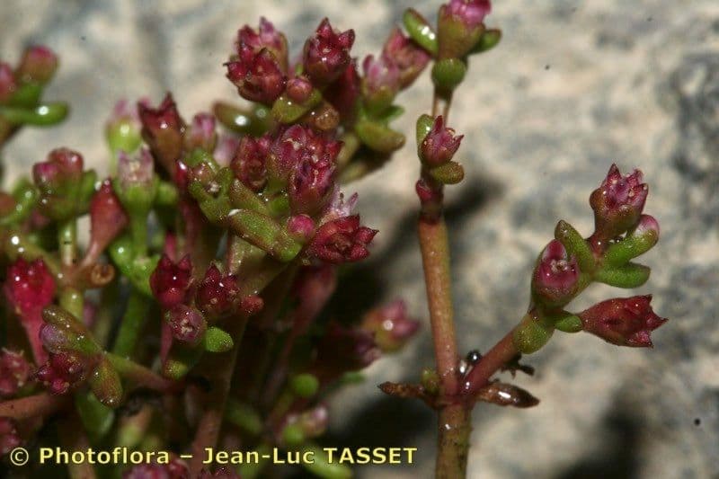Felsenfetthenne 6