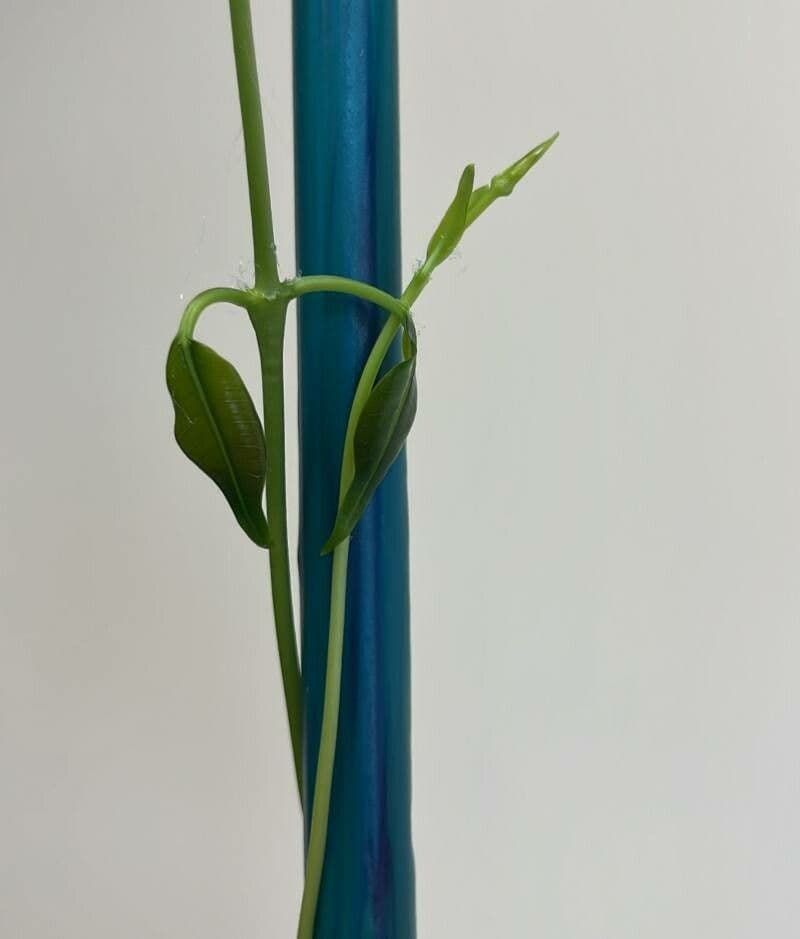 Mandevilla 24