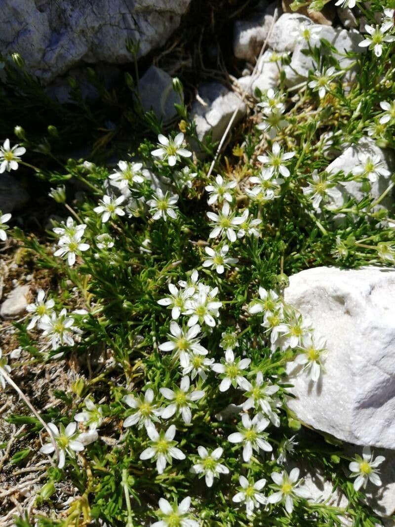 Sabulina
