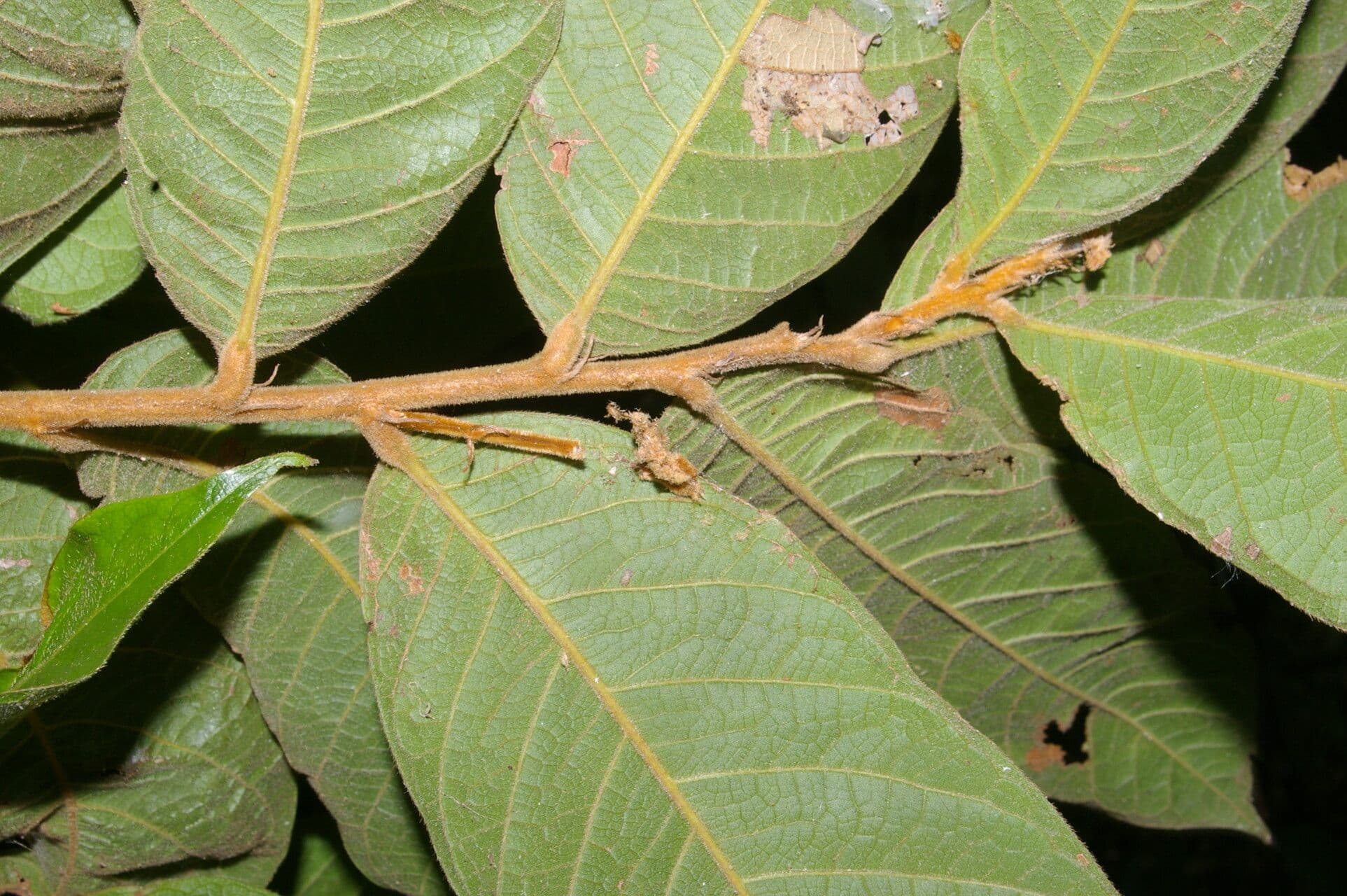 Hirtella guatemalense 5
