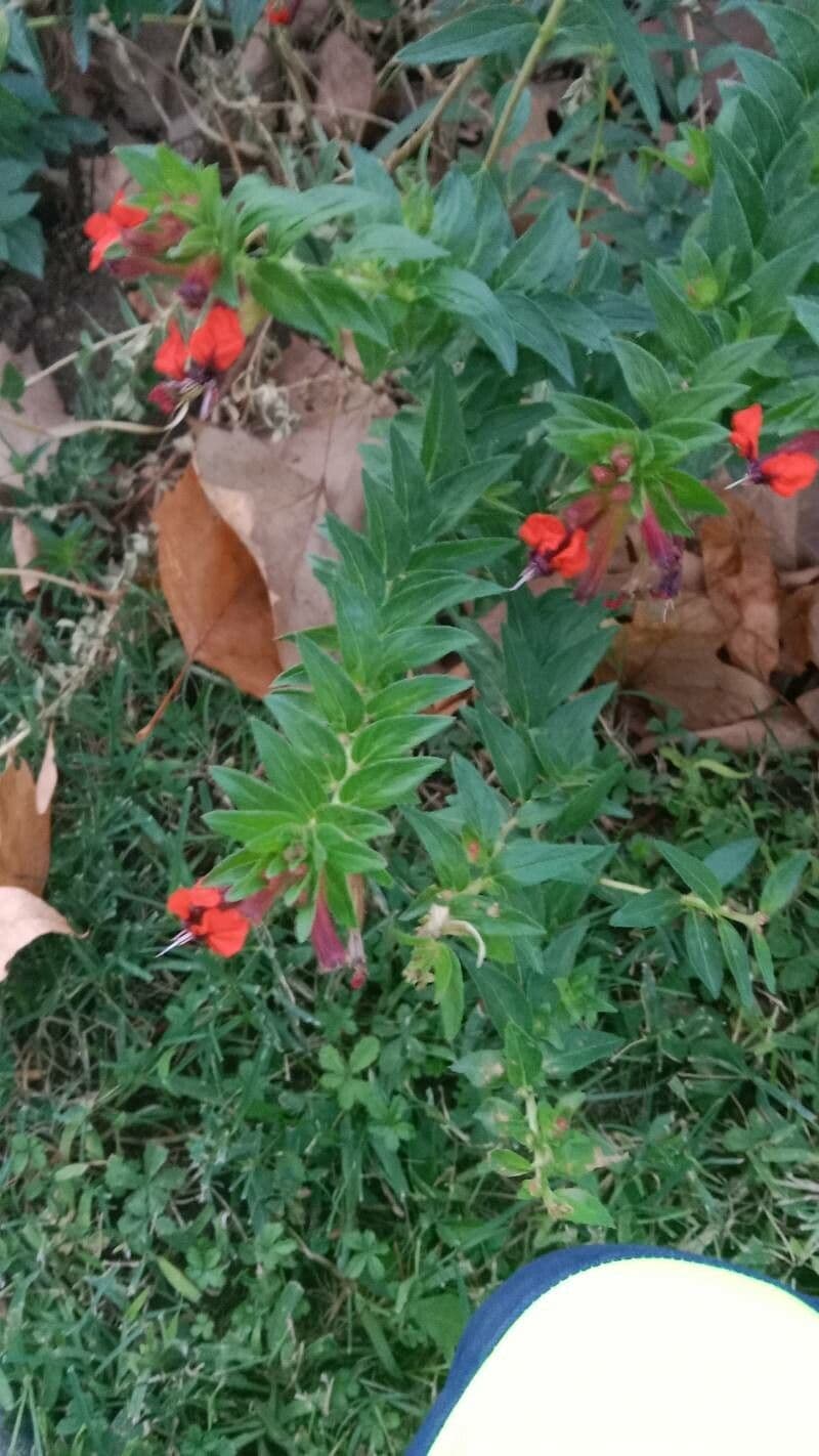 Cuphea llavea 7