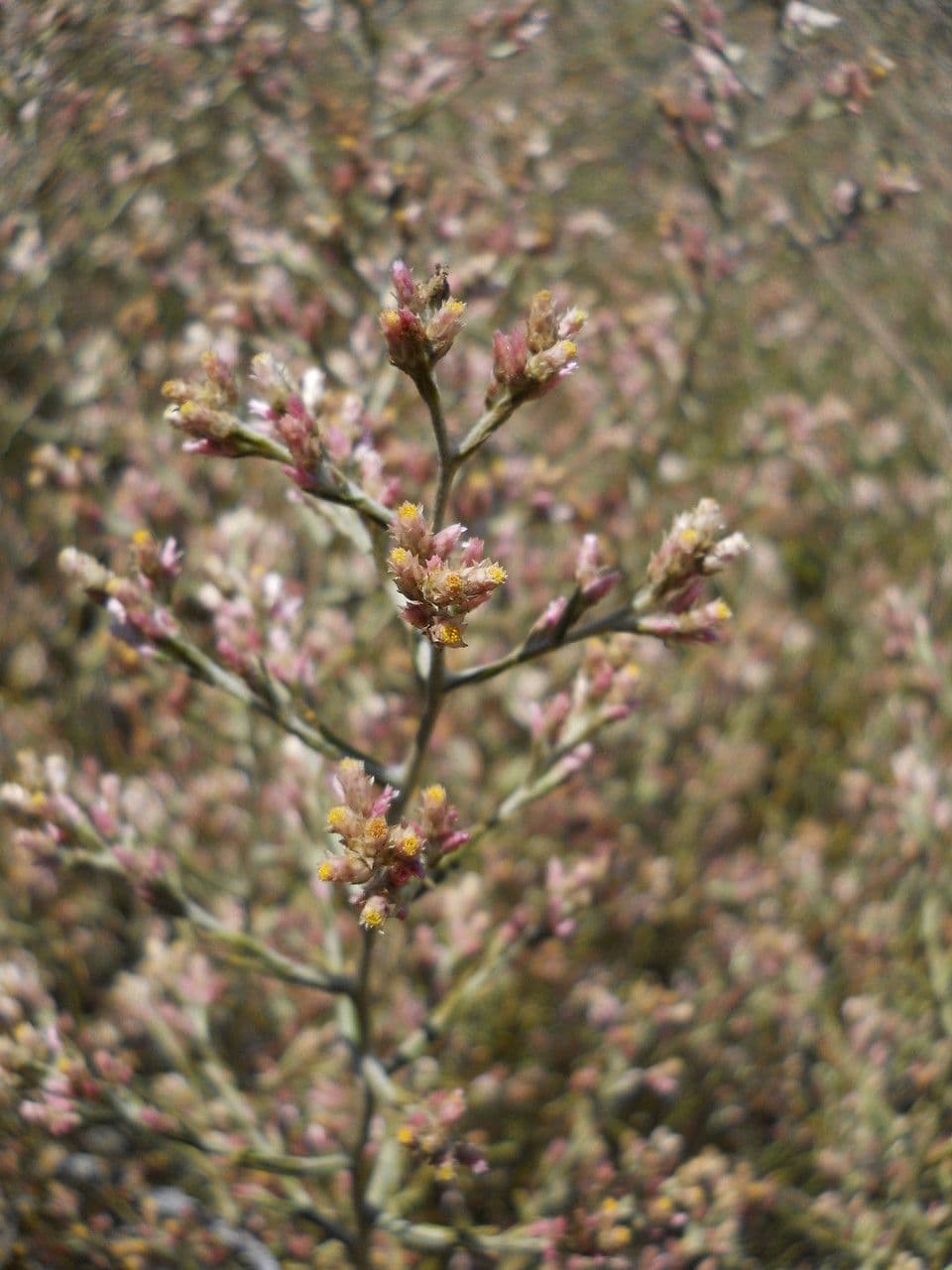 Pseudognaphalium ramosissimum