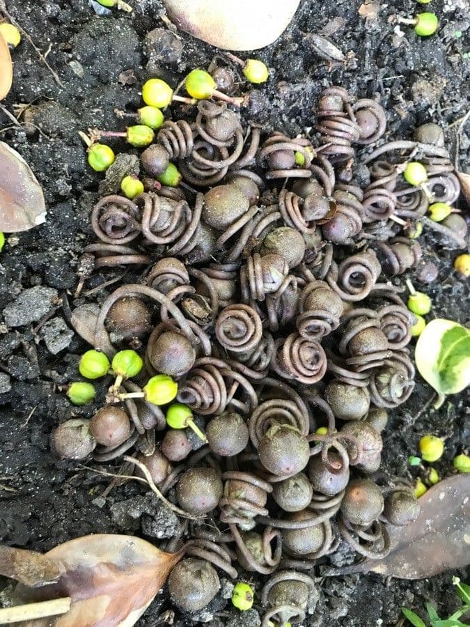 Ciclamino napoletano