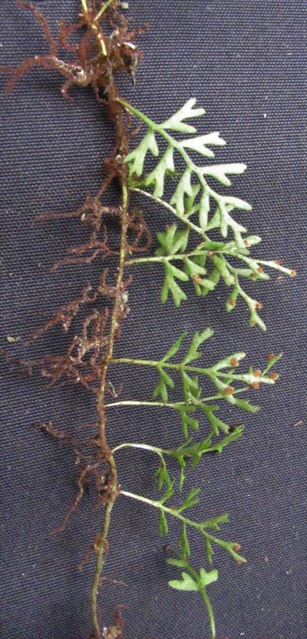 Deceptive polypody 2