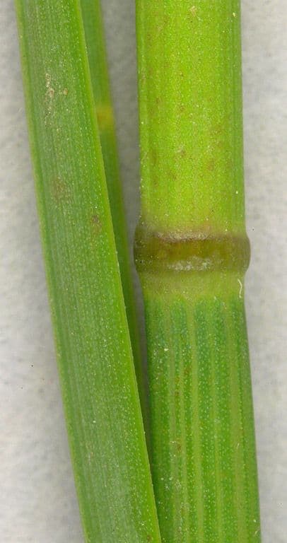 Fienarola compressa 22