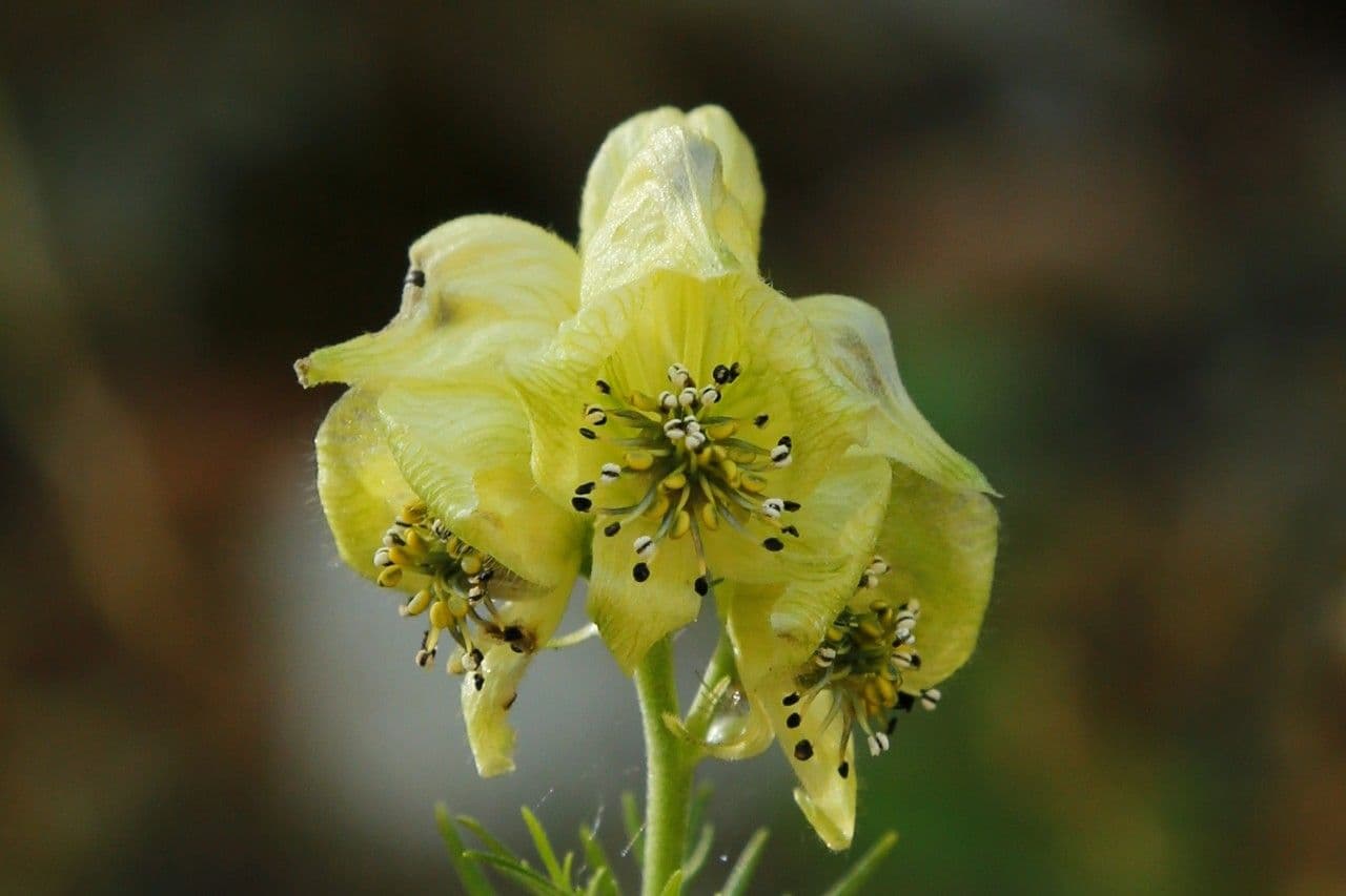 Aconito anthora 7