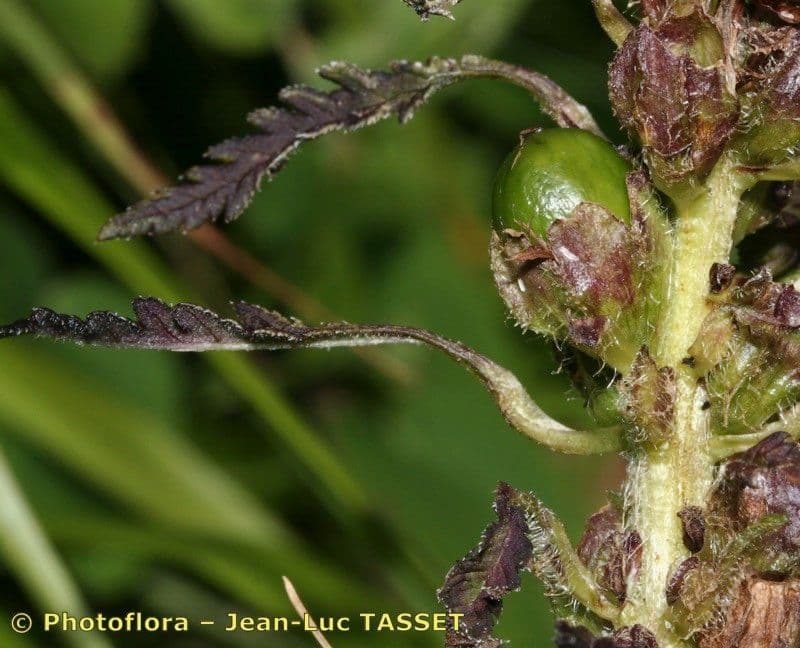 Pedicularis frondosa 3
