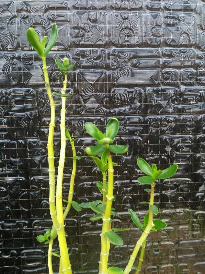 Peperomia rastrera