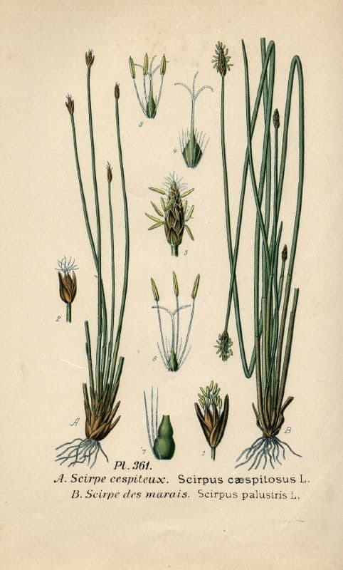 Rasenbinse 27