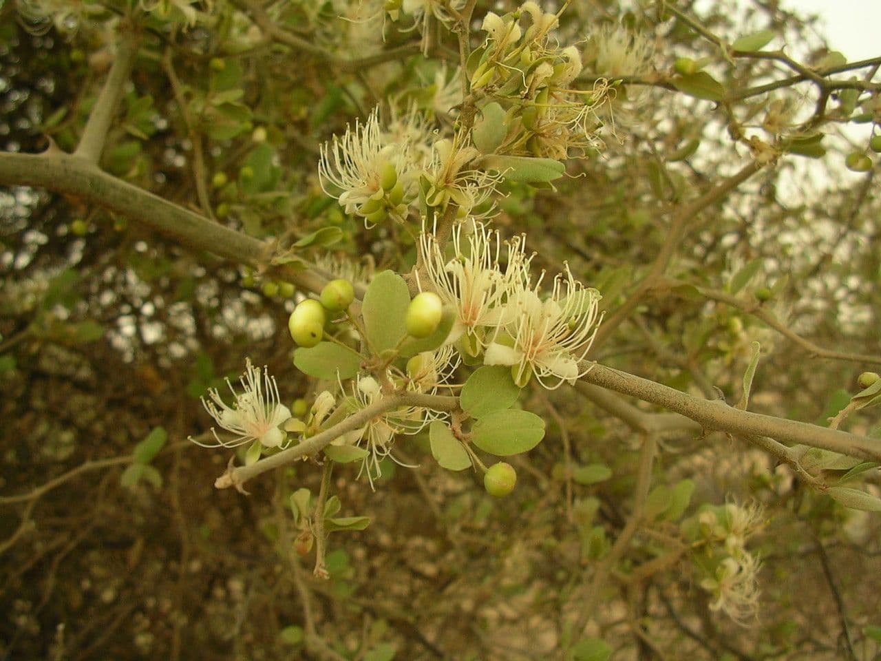 Capparis 7