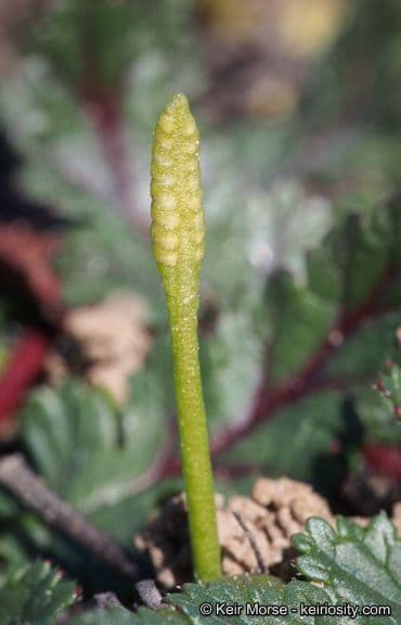Ophioglossum californicum 3